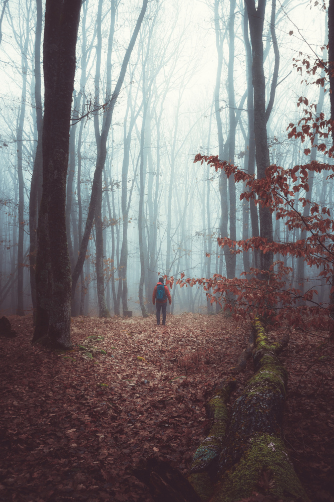 A foggy autumn morning walk through the woods forest de Toma Georgian Mihai