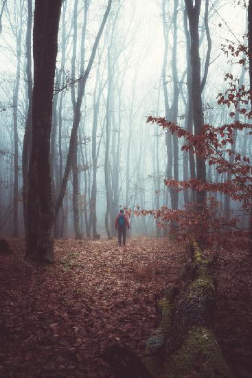 A foggy autumn morning walk through the woods forest