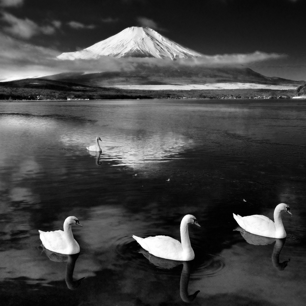 Swans With Mt.Fuji de Tomoaki Matsushita
