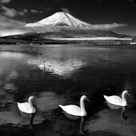 Swans With Mt.Fuji