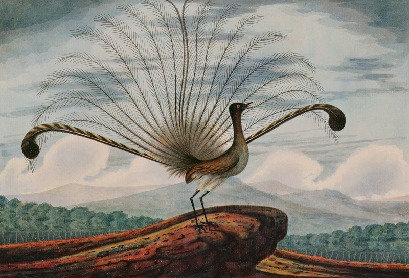 Lyrebird: mamura superba de T.R. Browne