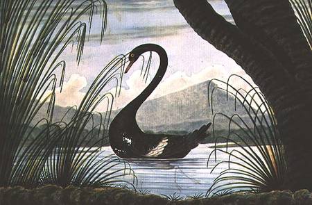The Black Swan de T.R. Browne