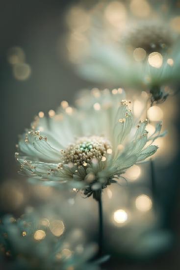 Mint Flower