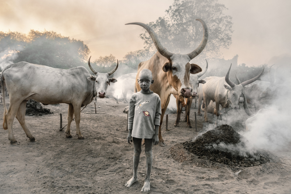 A young herder and his cows de Trevor Cole