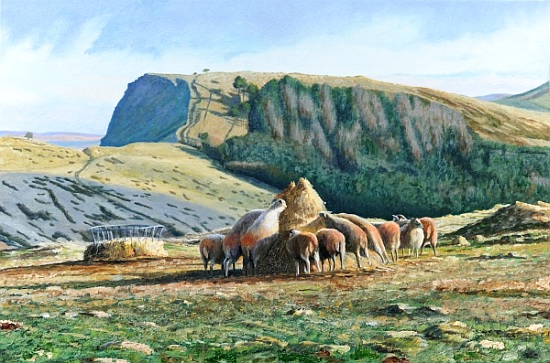 Sheep Feeding de Trevor  Neal