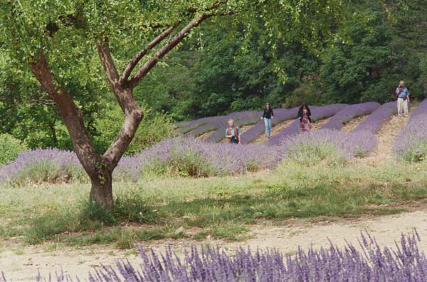 Tree in Lavender Field, in the Grounds of Abbaye Senanque, Provence, France, 1999 (photo)  de Trevor  Neal