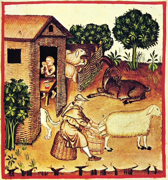 The production of cheese. A miniature from Tacuinum Sanitatis de Unbekannter Künstler