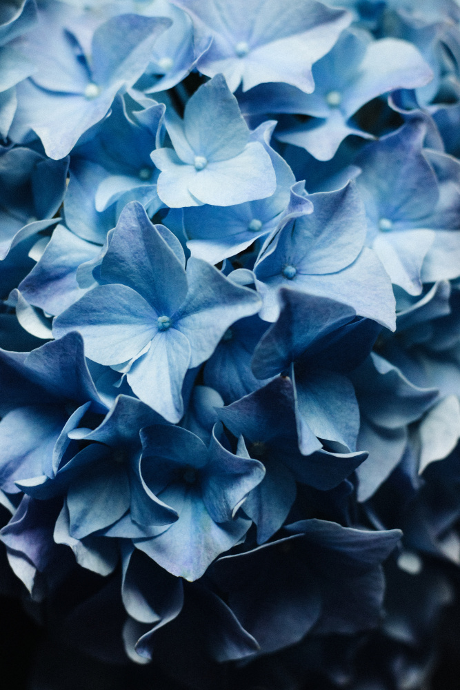 Pretty Sight - Blue Hydrangea de uplusmestudio