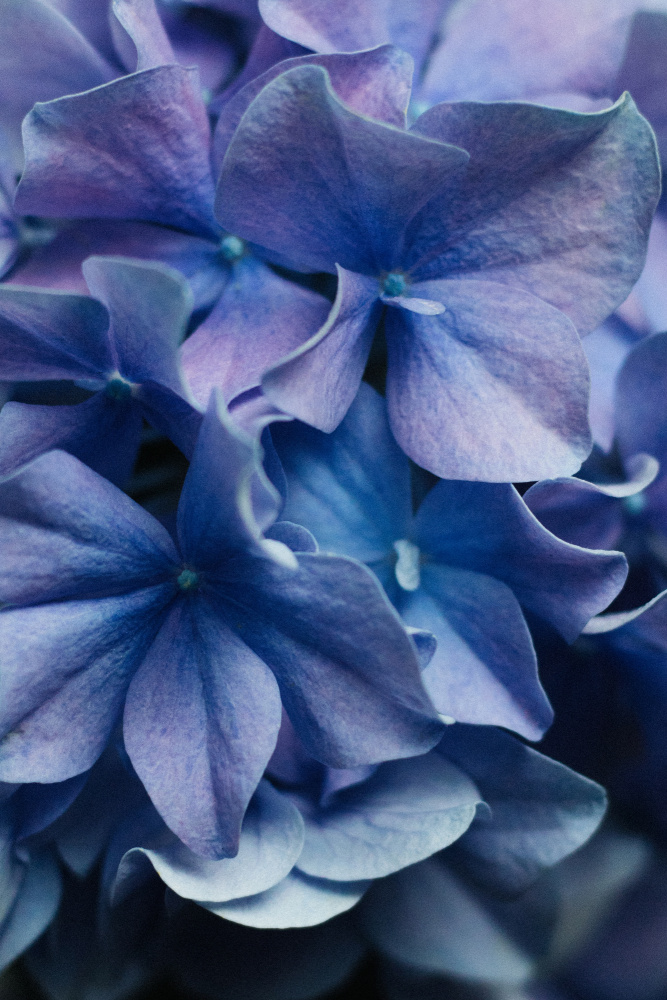 Dancing Petals - Lilac Hydrangea de uplusmestudio