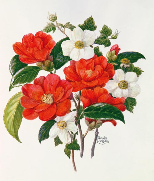 Camellia Adolf Audusson de Ursula  Hodgson