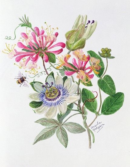 Honeysuckle and Passion flower (w/c on paper)  de Ursula  Hodgson