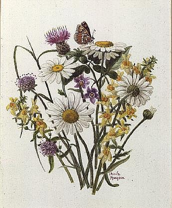 Knapweed, Ox-eye Daisy and Toad Flax (w/c on paper)  de Ursula  Hodgson