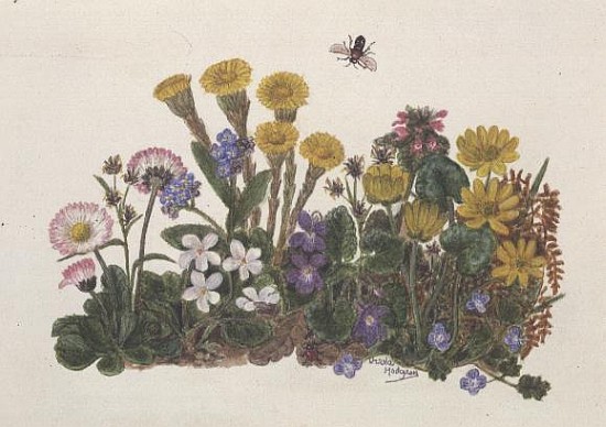 Purple and White Violets, Daisy, Celandine and Forget-me-not (w/c on paper)  de Ursula  Hodgson