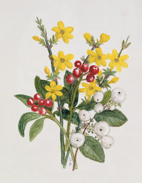 Snowberries, Dogwood and Jasmine (w/c on paper)  de Ursula  Hodgson