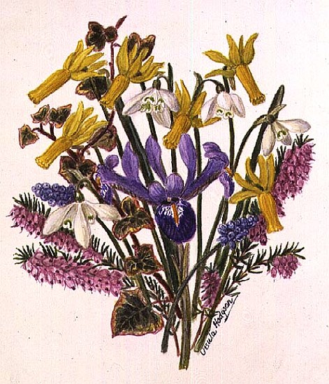 Snowdrop, Narcissus Cyclamineus, Iris Reticulata and Grape Hyacinth (w/c on paper)  de Ursula  Hodgson