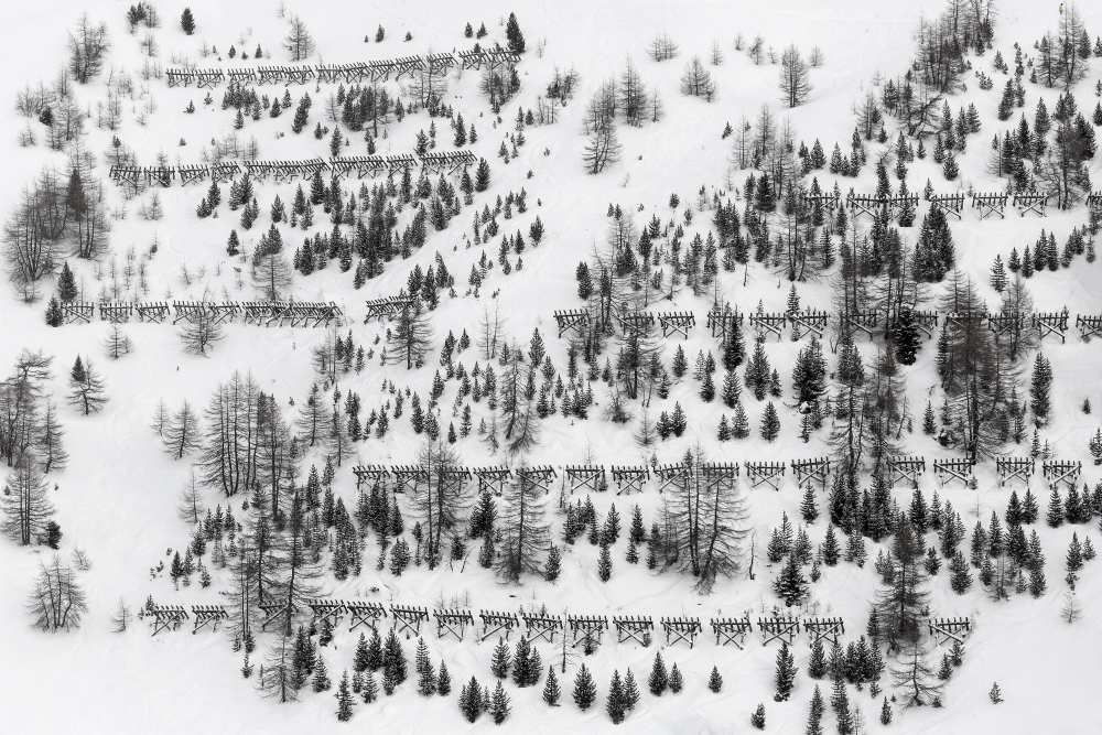 winter trees de Uschi Hermann