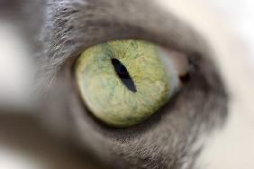 Auge einer Katze