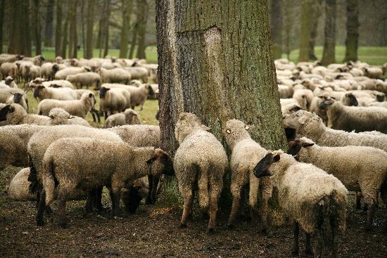 Schafe de Uwe Zucchi