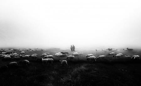 The flock in the fog