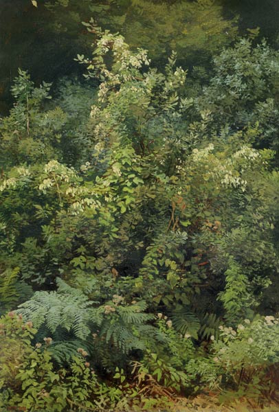 Hops and Ferns in Woodland de Valentin Ruths