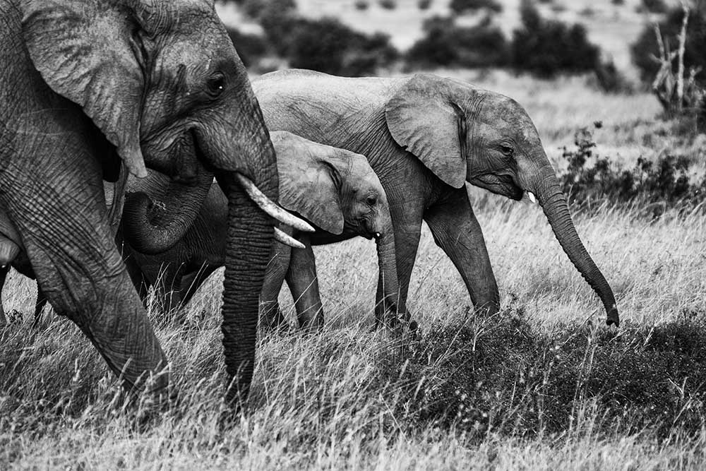 Elephant family de Vedran Vidak