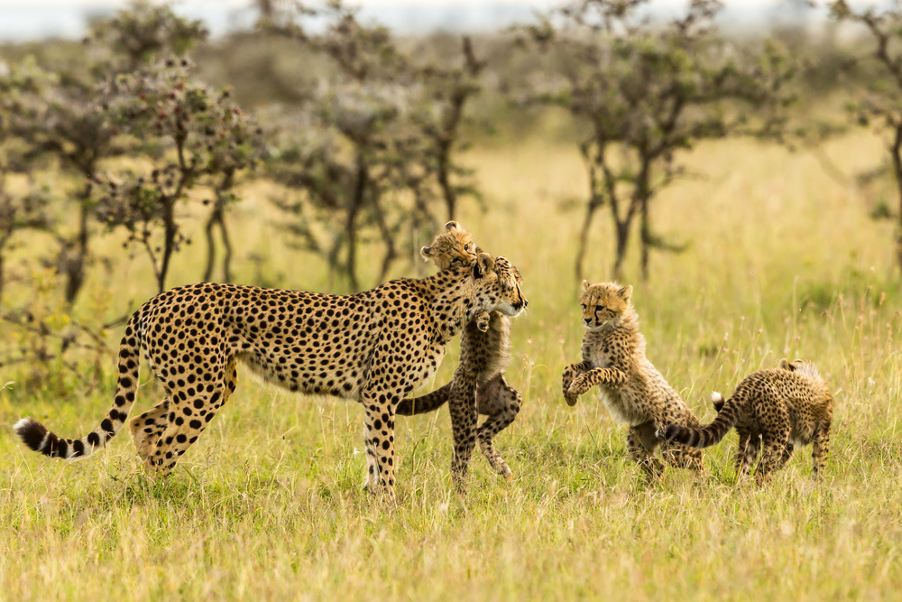 Cheetahs and Cubs de Venkata Ratna Prem Hymakar Valluri