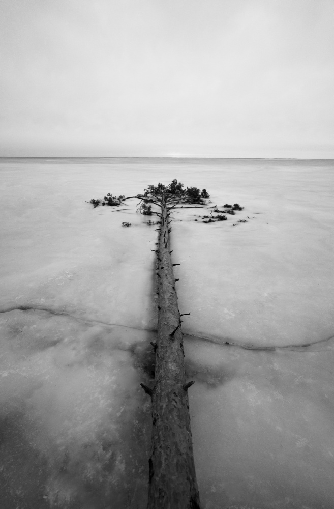 Tree in ice de Viacheslav Haidei
