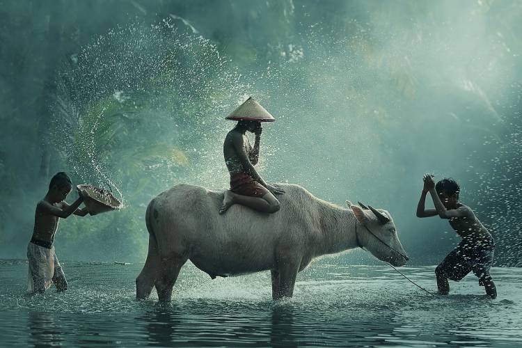 Water Buffalo de Vichaya