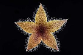 Stapelia grandiflora