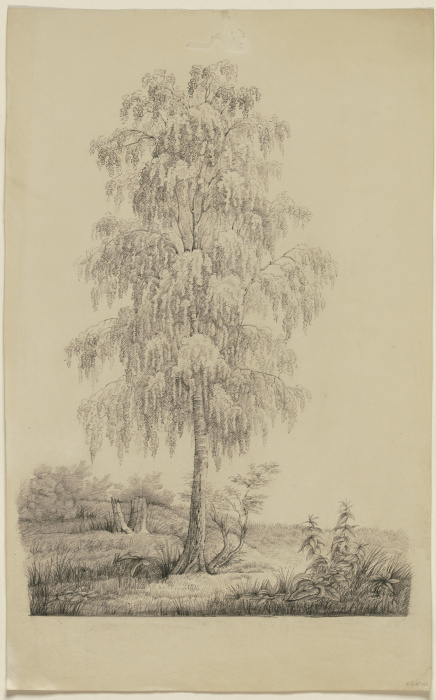 Study of a tree de Victor Müller
