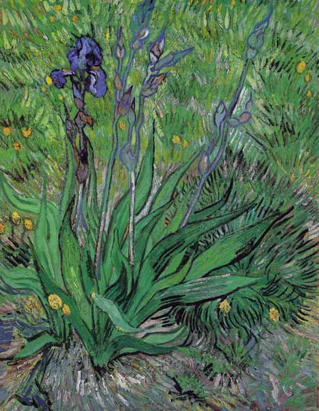 Iris de Vincent Van Gogh