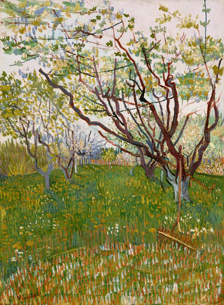 Blossoming orchard de Vincent Van Gogh