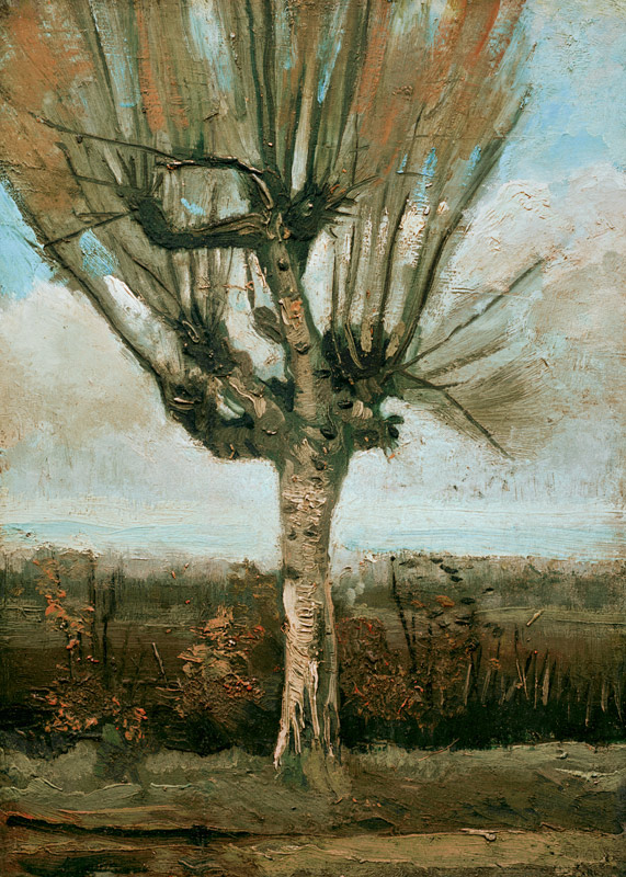 v.Gogh / Common white willow / 1884/85 de Vincent Van Gogh