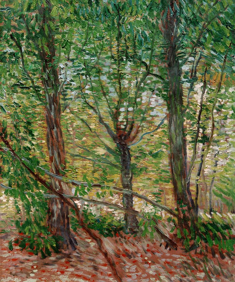 Trees and Undergrowth de Vincent Van Gogh