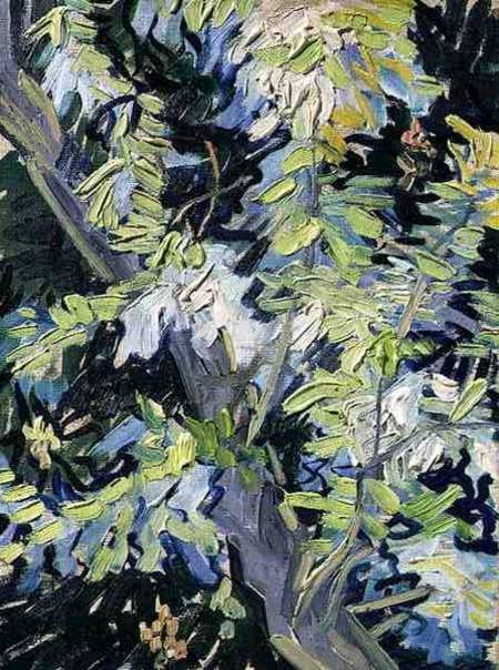 Acacia in Flower de Vincent Van Gogh