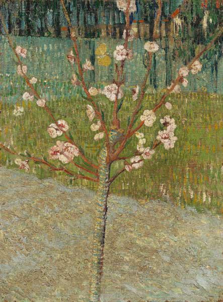 Almond tree in blossom