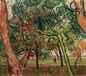 V.van Gogh, Study of Pine Trees / 1889