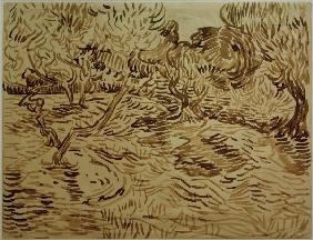 V.van Gogh, Olive Grove / 1889