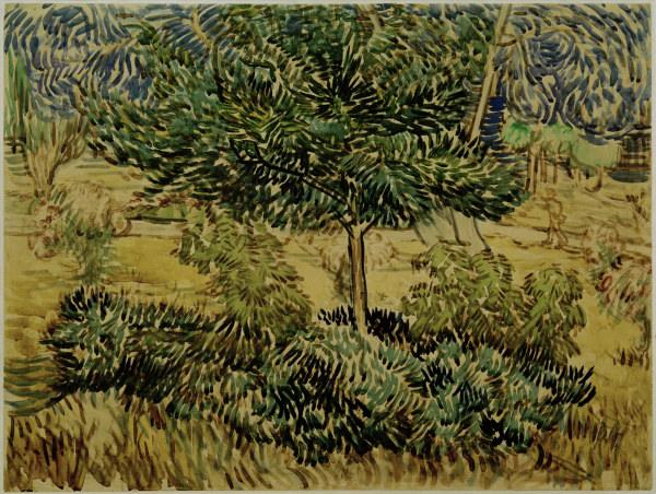 v.Gogh, Tree a.Bushes in Asylum Garden de Vincent Van Gogh