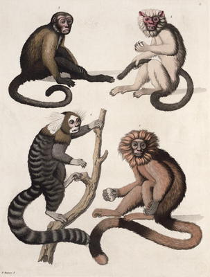 Monkeys (colour litho) de Vittorio Raineri
