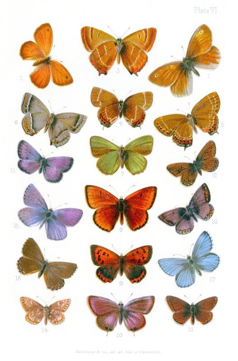British butterflies de Vittorio Zecchin
