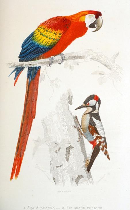 Scarlet Macaw a.o. de Vittorio Zecchin