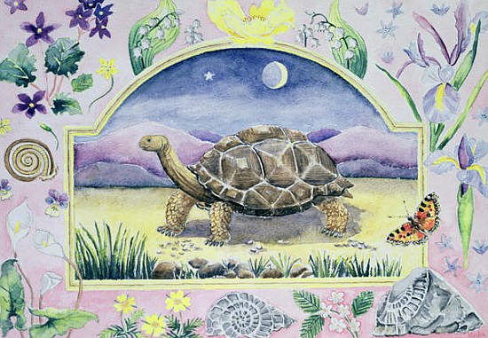 Giant Tortoise (month of May from a calendar)  de Vivika  Alexander