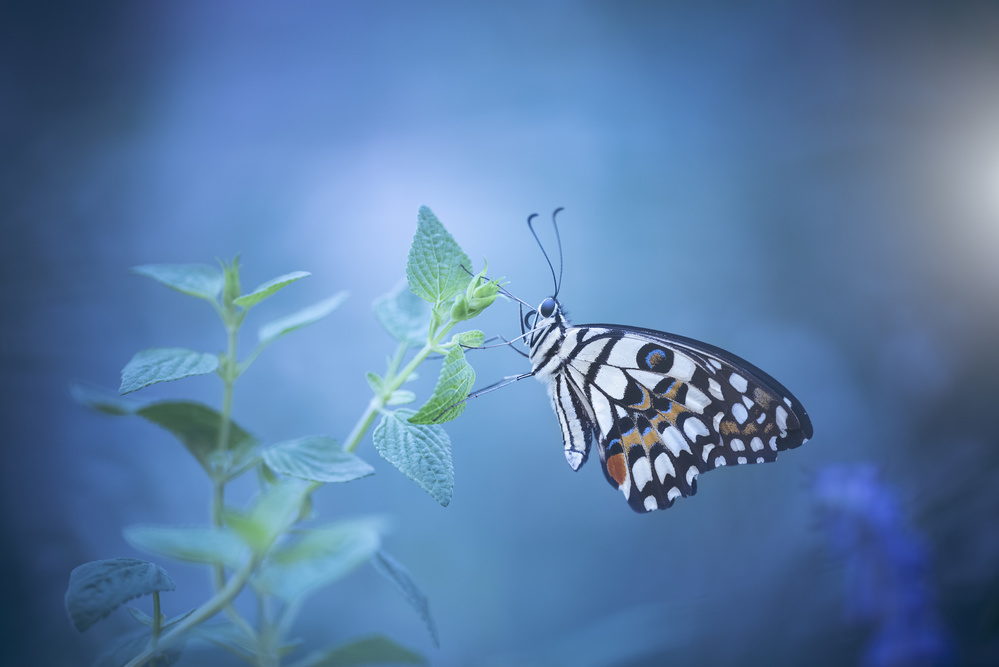 butterfly de Wang Li