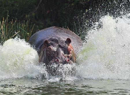 Its Not A Bird, Its Not A Plane, Its An ANGRY Hippo !