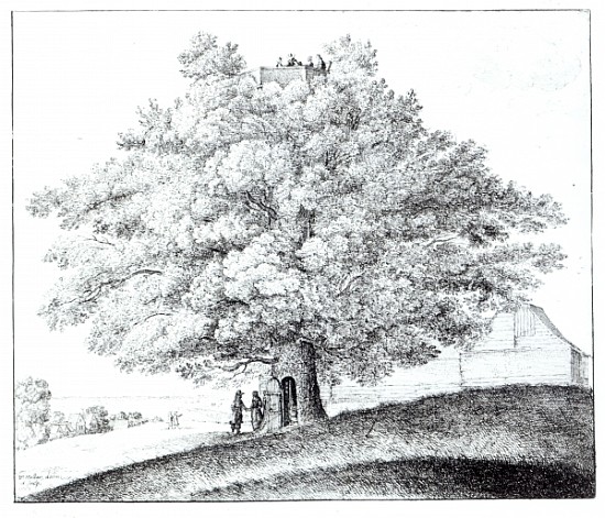 Hollow Tree at Hampstead de Wenceslaus Hollar