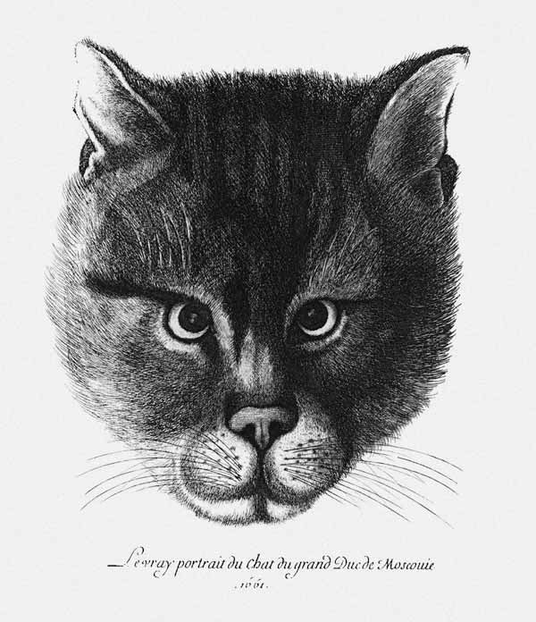 True picture of the Cat of the Tsar Alexis I Mikhailovich of Russia de Wenceslaus Hollar