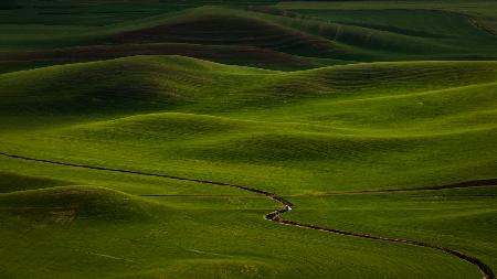 Rolling hills at Palouse