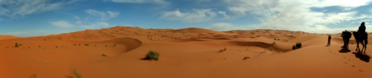 Kamele in der Wüste de Werner Moser