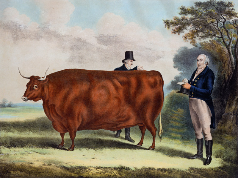 Portrait of Mr T.W. Coke Esq. and Clerk Hilliard Esq. with a North Devon Ox (colour engraving) de W.H. Davis